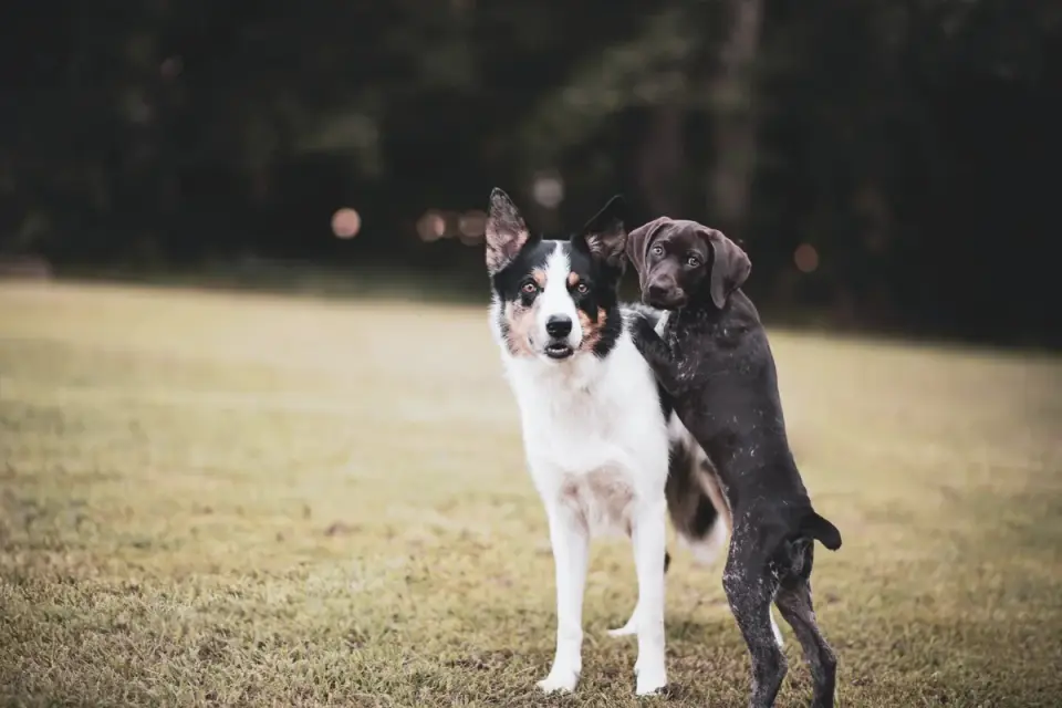 Two dogs playing
