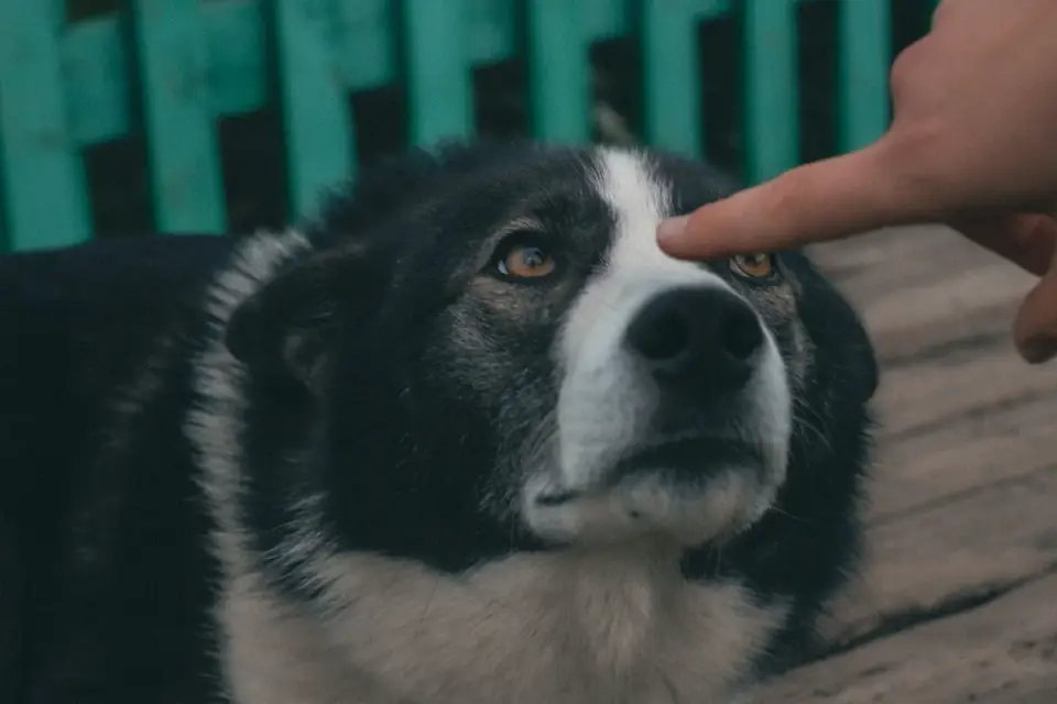Veterinarian gently examining a Siberian Husky's eyes during a checkup
