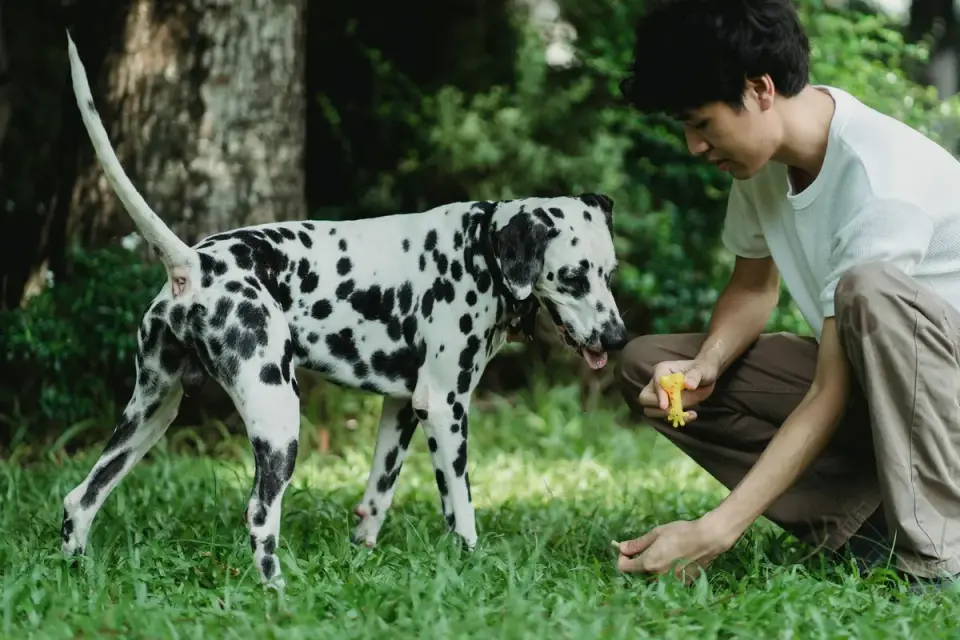 Veterinarian gently examining an older dog's hip and hind leg during a mobility exam