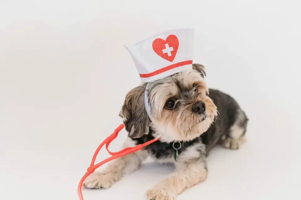 Veterinarian using a stethoscope to check a small spaniel&#x27;s heart